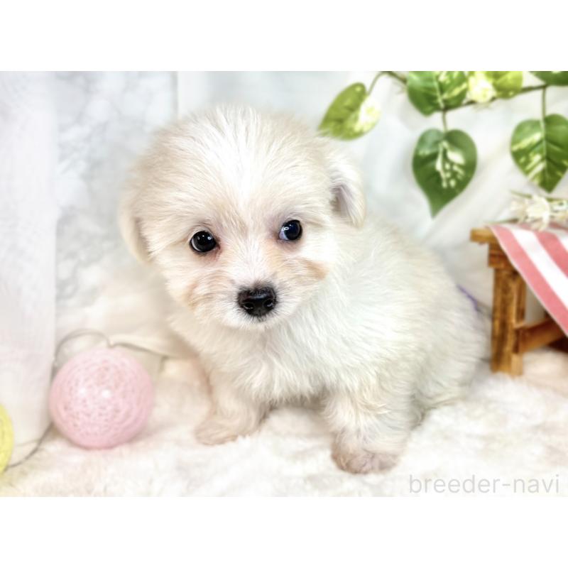 成約済の滋賀県のチワマル:チワワ×マルチーズ-408977の2枚目